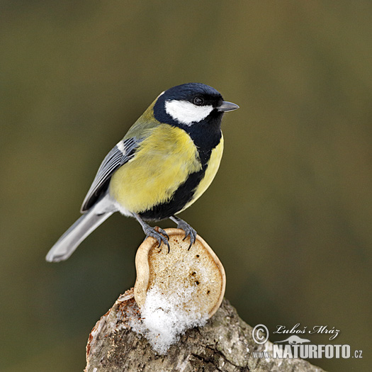 Sýkorka veľká (Parus major)