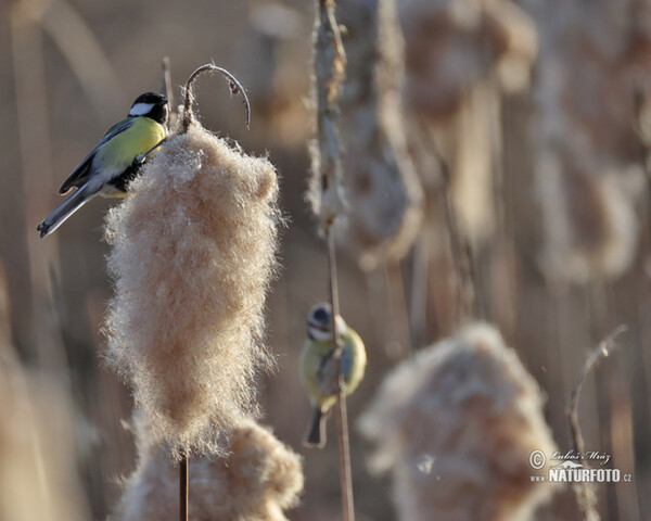 Sýkorka veľká (Parus major)