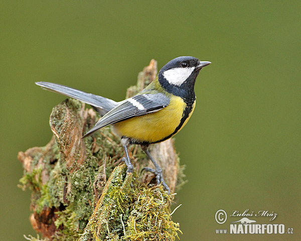 Sýkorka veľká (Parus major)