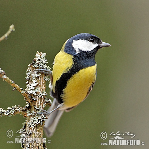 Sýkorka veľká (Parus major)