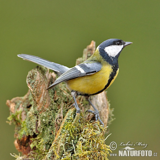 Sýkorka veľká (Parus major)