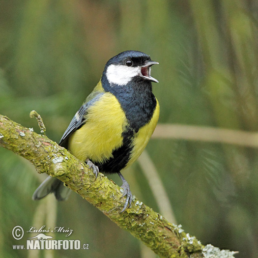 Sýkorka veľká (Parus major)