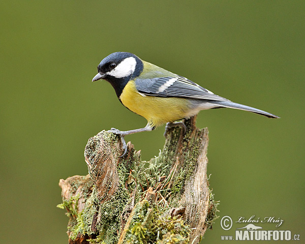 Sýkorka veľká (Parus major)