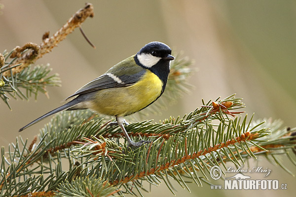 Sýkorka veľká (Parus major)