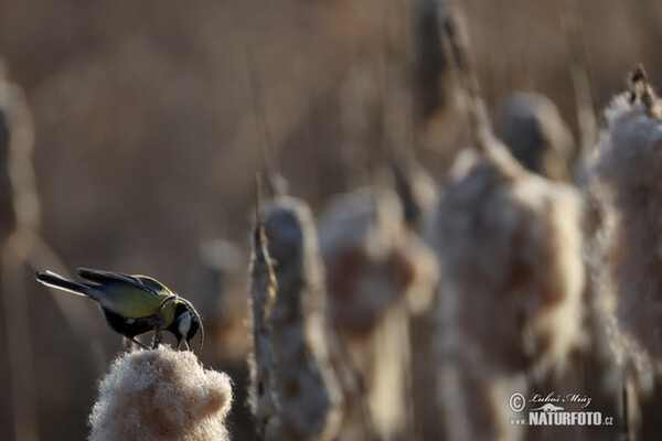 Sýkorka veľká (Parus major)