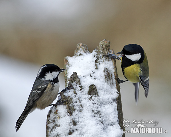 Sýkorka veľká (Parus major)