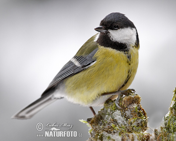 Sýkorka veľká (Parus major)