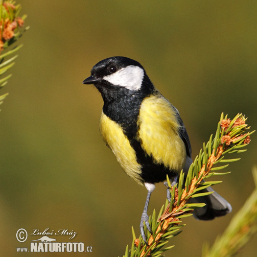 Sýkorka veľká (Parus major)