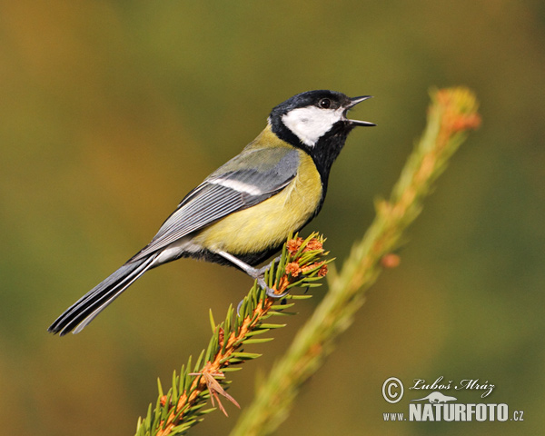 Sýkorka veľká (Parus major)