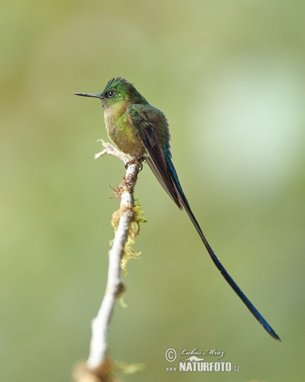 Sylfa fialovoocasá (Aglaiocercus coelestis)