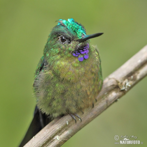 Sylfa fialovoocasá (Aglaiocercus coelestis)