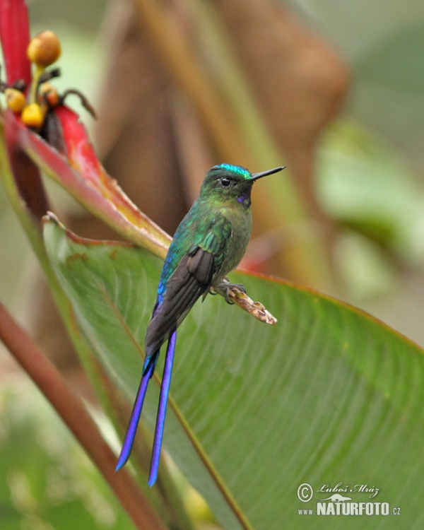 Sylfa fialovoocasá (Aglaiocercus coelestis)