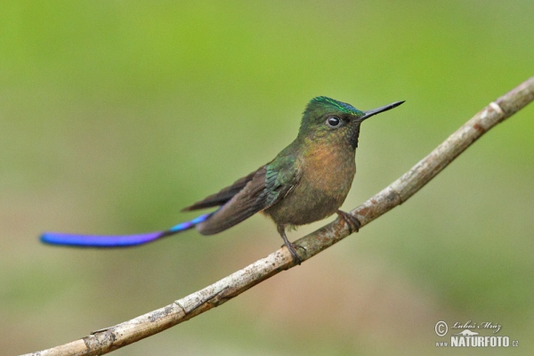 Sylfa fialovoocasá (Aglaiocercus coelestis)