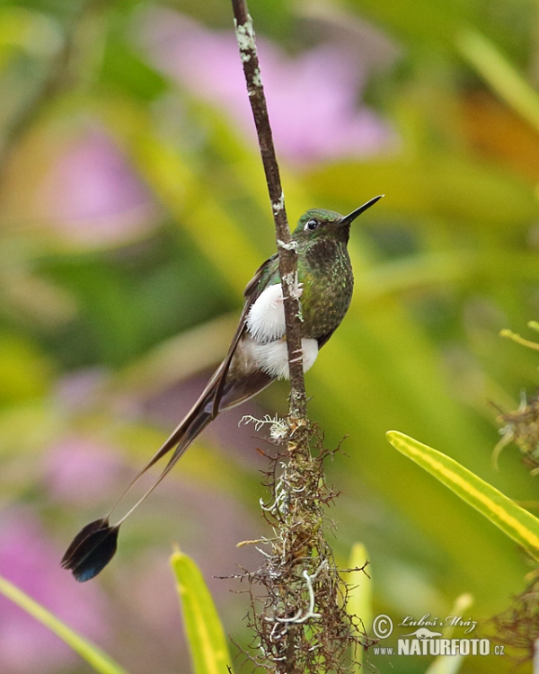 Sylfa vlajková (Ocreatus underwoodii)