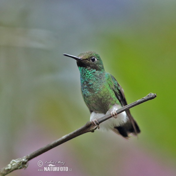 Sylfa vlajková (Ocreatus underwoodii)