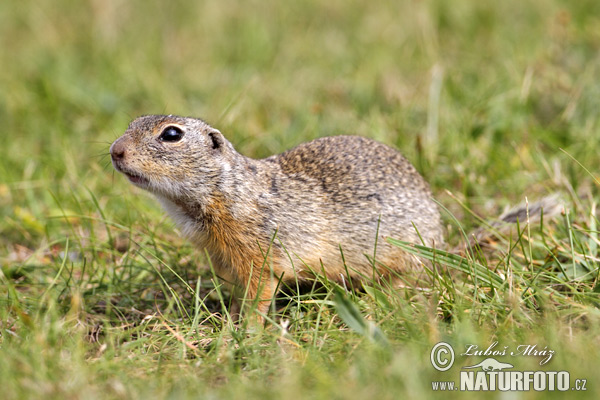 Syseľ pasienkový (Spermophilus citellus)