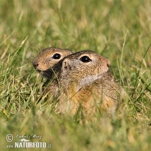 Syseľ pasienkový (Spermophilus citellus)