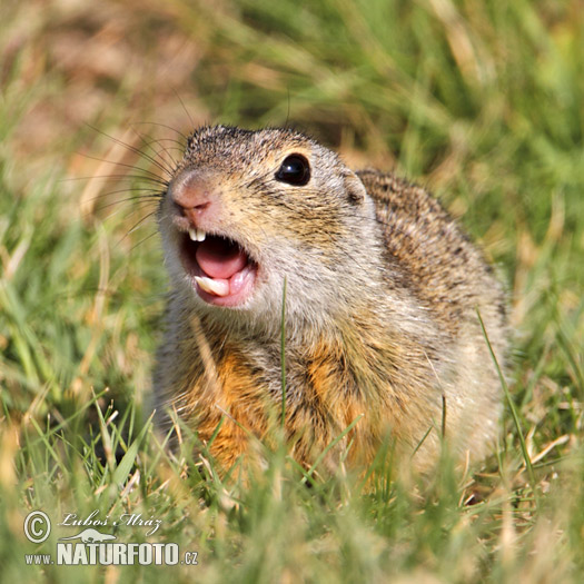 Syseľ pasienkový (Spermophilus citellus)