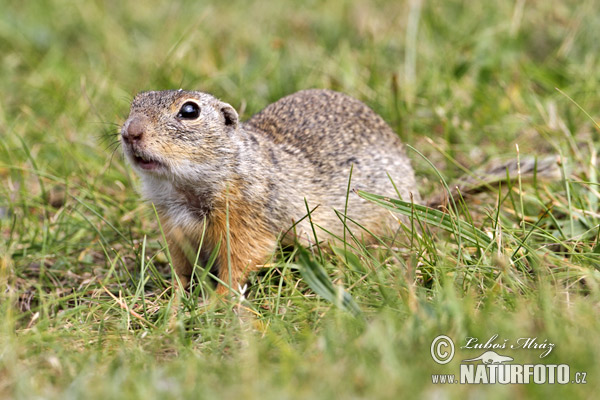 Syseľ pasienkový (Spermophilus citellus)