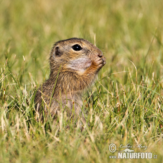 Syseľ pasienkový (Spermophilus citellus)