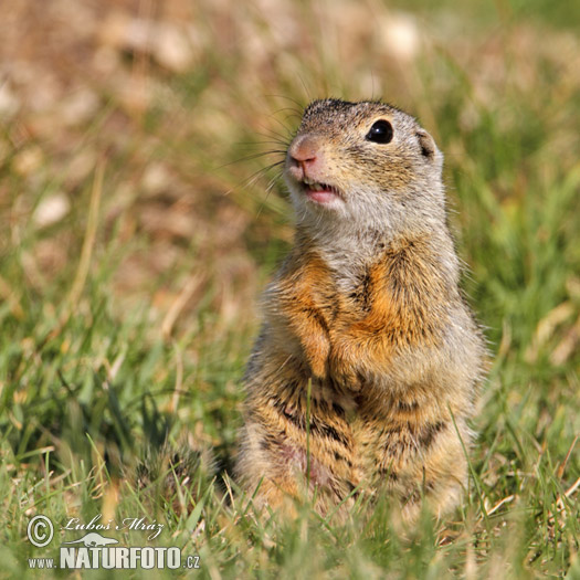 Syseľ pasienkový (Spermophilus citellus)