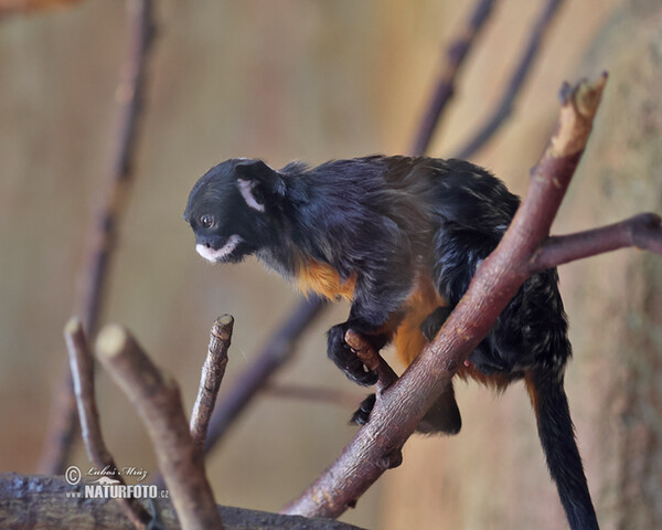 Tamarín bělohubý (Saguinus labiatus)