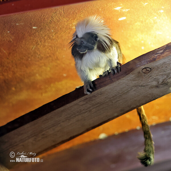 Tamarín pinčí (Saguinus oedipus)