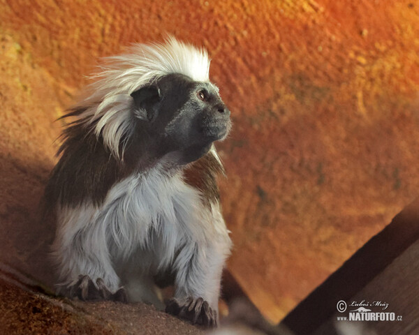 Tamarín pinčí (Saguinus oedipus)