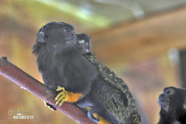 Tamarín žlutoruký (Saguinus midas)