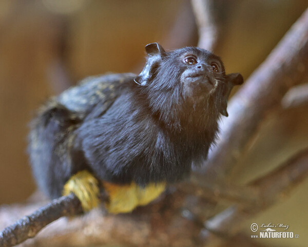 Tamarín žlutoruký (Saguinus midas)