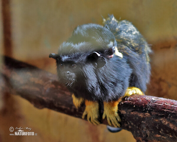 Tamarín žlutoruký (Saguinus midas)
