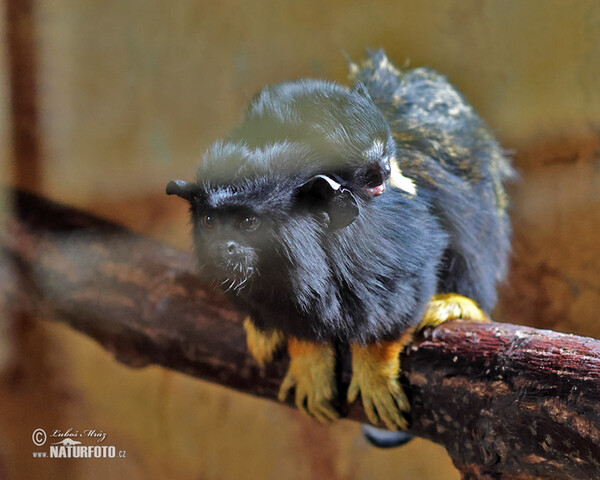 Tamarín žlutoruký (Saguinus midas)