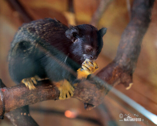 Tamarín žlutoruký (Saguinus midas)