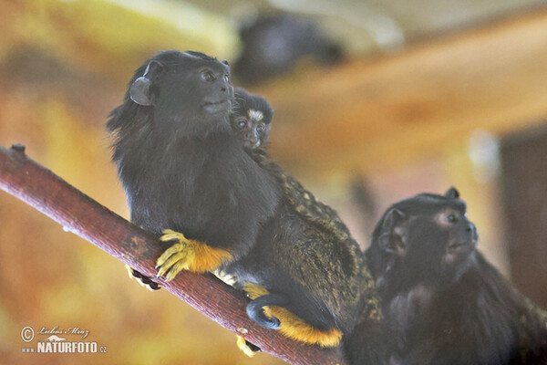 Tamarín žlutoruký (Saguinus midas)