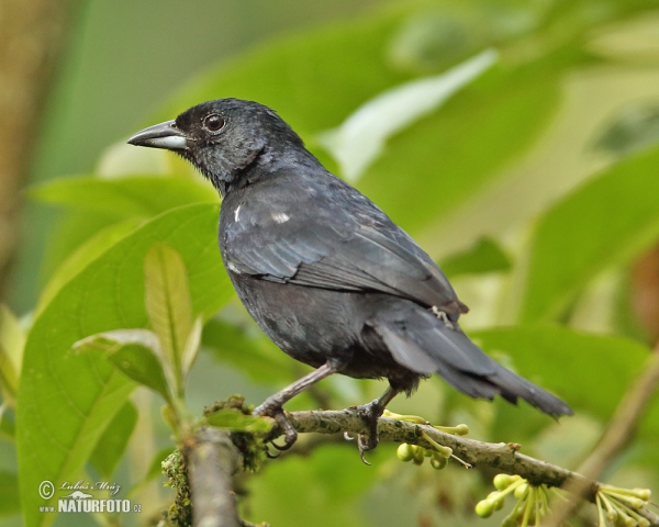 Tangara černá (Tachyphonus rufus)