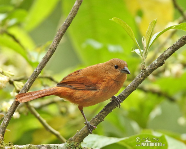 Tangara černá (Tachyphonus rufus)