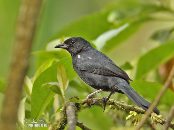 Tangara černá (Tachyphonus rufus)