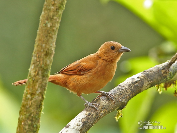 Tangara černá (Tachyphonus rufus)