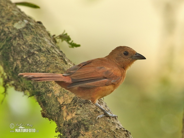 Tangara černá (Tachyphonus rufus)