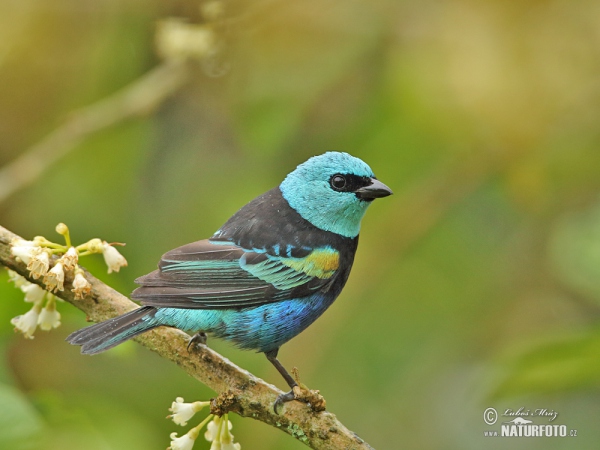 Tangara modrooká (Tangara cyanicollis)