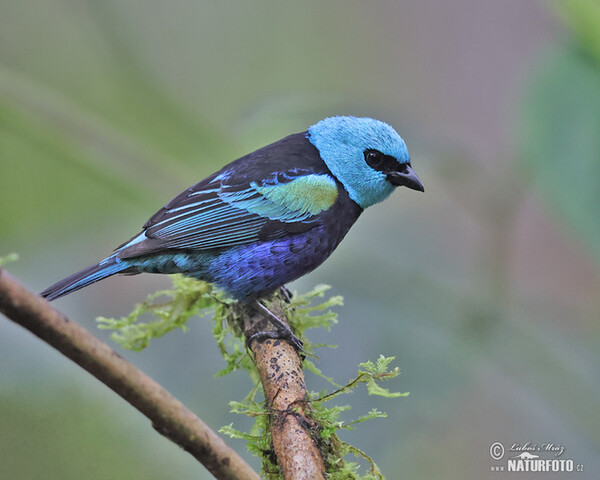 Tangara modrooká (Tangara cyanicollis)