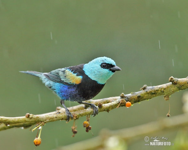 Tangara modrooká (Tangara cyanicollis)