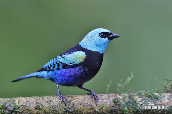 Tangara modrooká (Tangara cyanicollis)