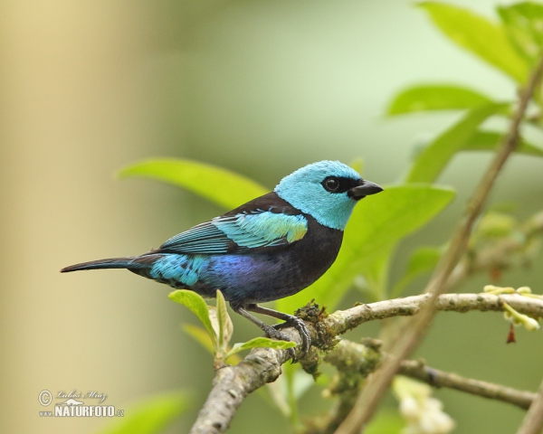 Tangara modrooká (Tangara cyanicollis)