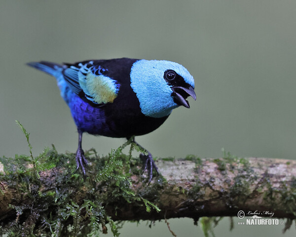 Tangara modrooká (Tangara cyanicollis)