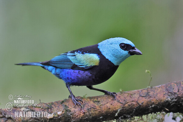 Tangara modrooká (Tangara cyanicollis)