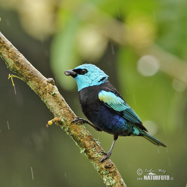 Tangara modrooká (Tangara cyanicollis)