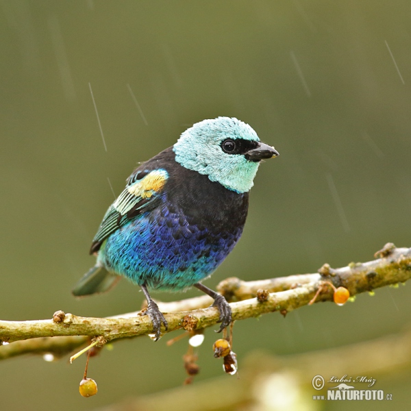 Tangara modrooká (Tangara cyanicollis)