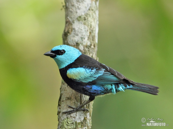 Tangara modrooká (Tangara cyanicollis)