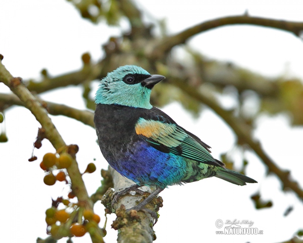 Tangara modrooká (Tangara cyanicollis)